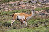 Guanaco and young in the steppe - Torres del Paine Chile