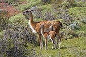 Guanaco and young in the steppe - Torres del Paine Chile