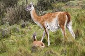 Guanaco and young in the steppe - Torres del Paine Chile