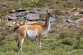 Guanaco female in the steppe - Torres del Paine Chile