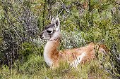 Young Guanaco lying in the steppe - Torres del Paine Chile
