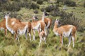 Guanacos in the steppe - Torres del Paine Chile