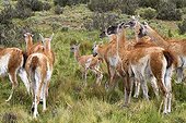 Guanacos in the steppe - Torres del Paine Chile