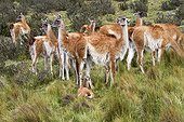 Guanacos in the steppe - Torres del Paine Chile