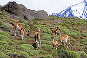 Guanacos in the steppe - Torres del Paine Chile