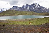 Guanaco in a lake - Torres del Paine Chile 