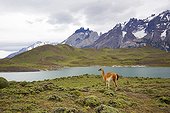 Guanaco in a lake - Torres del Paine Chile 