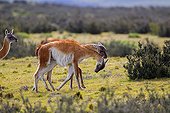 Guanacos fighting in steppe - Torres del Paine Chile 