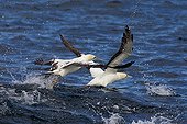 Cape Gannets flying away - Seal Island  South Africa 