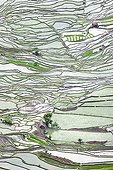 Rice paddies terraced mountain - Yunnan China