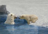 Polar bear - Canada