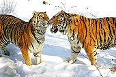 Siberian tiger - Asia