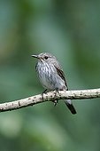 Spotted flycatcher on a branch - Midlands Britain UK