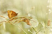Meadow brown (Maniola jurtina) on a grass - Alsace France