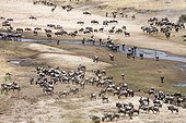 Wildebeest in the bed of a dry river - Tarangire Tanzania 