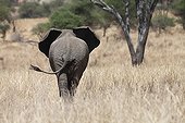 Elephant walking in the bush - Tarangire Tanzania 