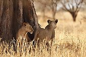 Lionesses in the shade of a Baobab - Tarangire Tanzania