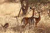 Impalas eating leaves of Acacia - Tarangire Tanzania