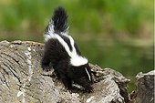 Baby skunk on a log on the ground in Minnesota - USA