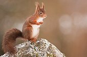 Red squirrel on a rock - Northern Vosges France