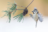 European Crested Tit landing on cone pine - France 