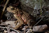 Asian giant toad in a cave forest - Malaysia ; near Taman Negara