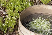 Havest of woodruff flowers for making of May wine