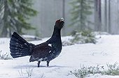 Western capercaillie in snow - Finland