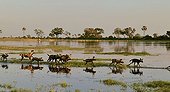Wild dogs running in water - Botswana