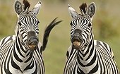 Portrait of Plains Zebras in the savannah - Botswana