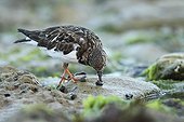 Ruddy Turnstone and periwinkles - Ile de Ré France 