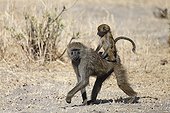 Yellow Baboon and young on the back - Tarangire Tanzania
