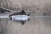 Female boar crossing a river - Alsace France 
