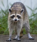 Female raccoon - Florida - USA