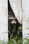 Raccoon peering through a garden fence - Florida - USA