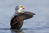 King Eider male stretching - Barents sea Norway