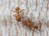 Larged-head ants on a trunk - Guyana