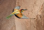 European Bee-eater with prey in flight - Spain