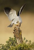 Black-winged Kite and prey on stump - Spain