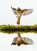 Common Redstart landing and reflection - Spain