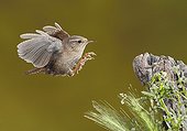 Eurasian Wren landing - Spain