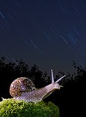 Burgundy snail in the stars - Spain 