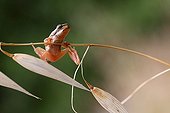 Immature Green Tree Frog balanced on a grass - France 