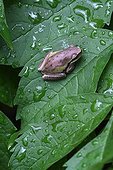 Immature Green Tree Frog on a leaf - France