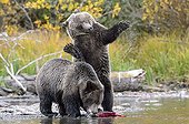 Grizzly bear cubs eating a salmon in Canada