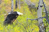 Bald eagle flying away from a branch in Canada