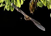 Serotine Bat flying and prey at night - Spain