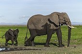 Young elephant calf covered of mud with his mom - Kenya