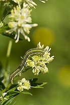 Broom Moth caterpillar on Common Meadow-rue flower-Denmark 