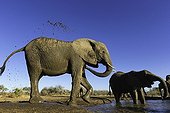 Elephant splashing of muddy water - Botswana